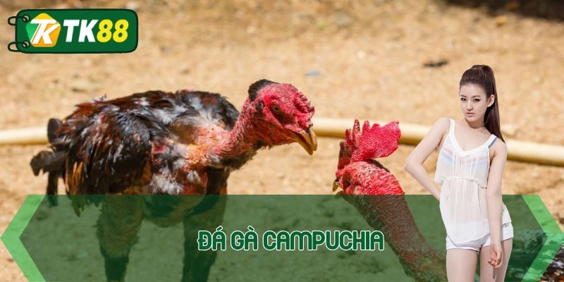 Đá gà campuchia