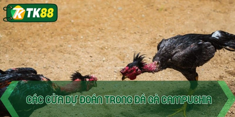Các cửa dự đoán thường gặp trong đấu chiến kê Campuchia