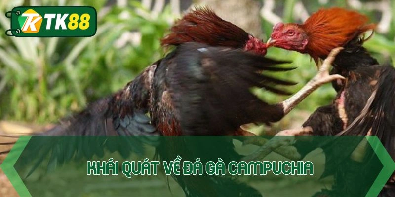 Tổng quan về chuyên mục đấu chiến kê Campuchia