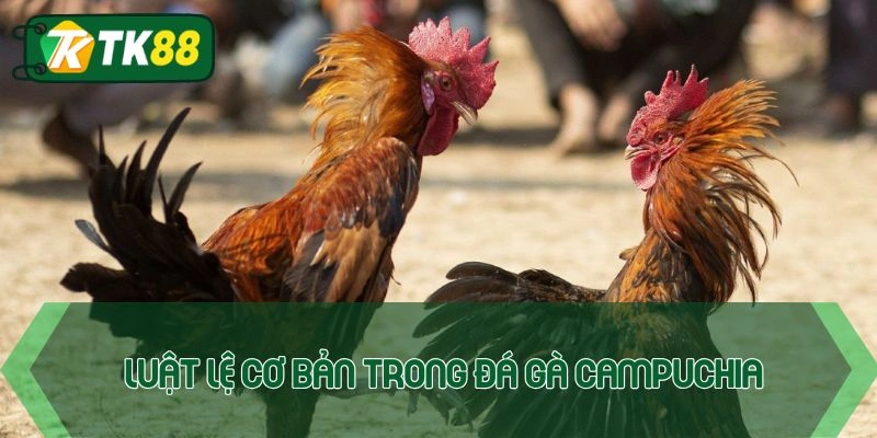 Luật lệ chơi đá gà Campuchia cần nắm