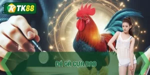 Đá gà cựa dao
