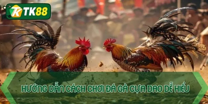 Hướng dẫn chi tiết cách chơi đá gà cựa dao dễ hiểu