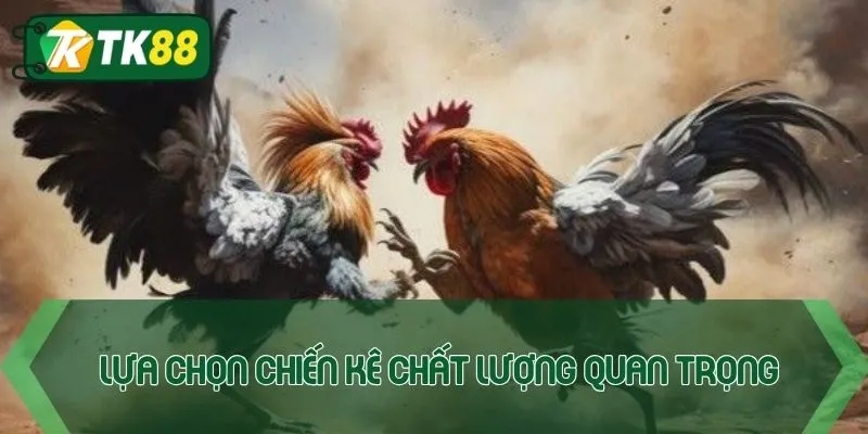 Tuyển chọn gà chiến chất lượng giữ vai trò quyết định
