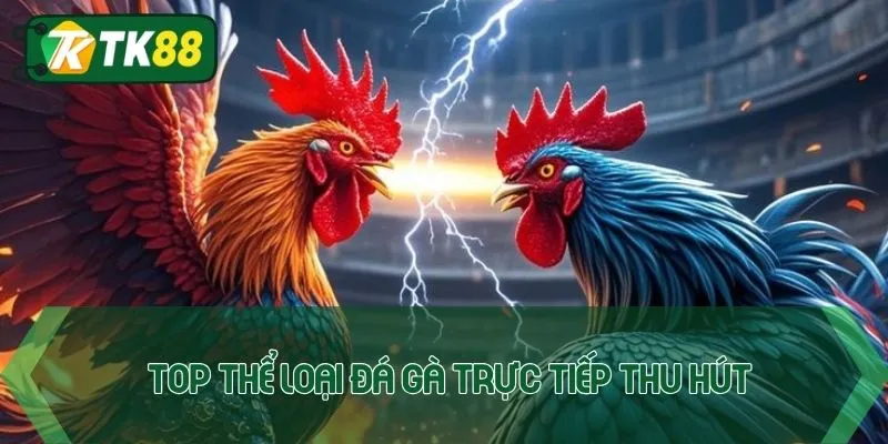 Top thể loại đá gà trực tiếp thu hút nhiều sự quan tâm nhất