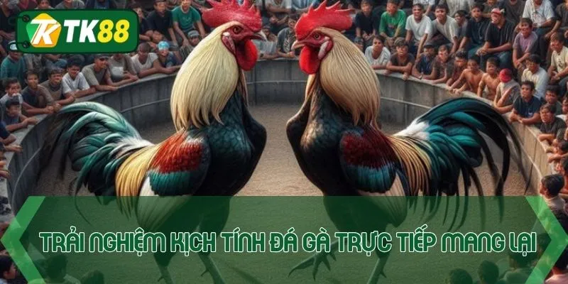 Trải nghiệm kịch tính mà đá gà trực tiếp mang lại